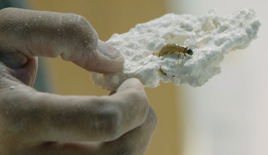 Mealworms used to eat foam and wood for zero waste surfboard factory Earth Technologies