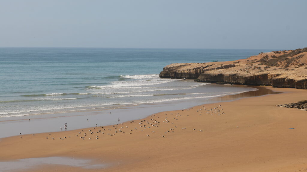 Camel Beach in Morocco with a clear sky