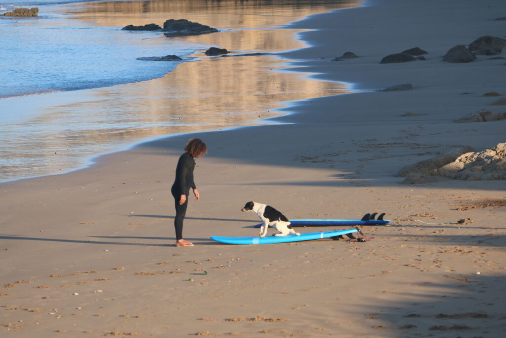 Surf coach playing with a dog sitting on a surfboard during sunrise while students warm up for their surf session.